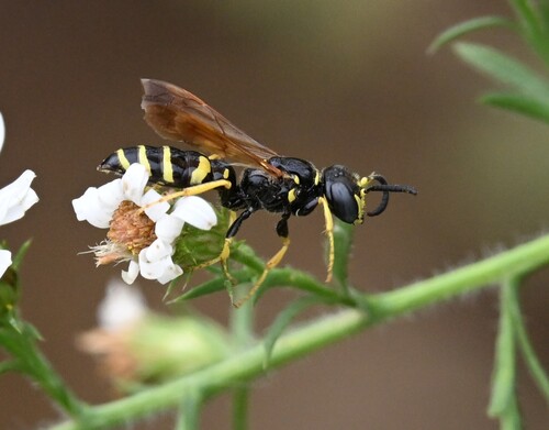 Pleasant Beewolf photo 2