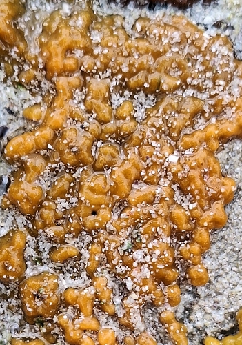 チョウウスカワカイメン