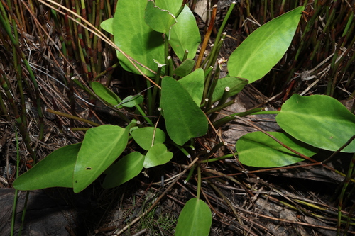 erect marsh flower (Liparophyllum exaltatum)