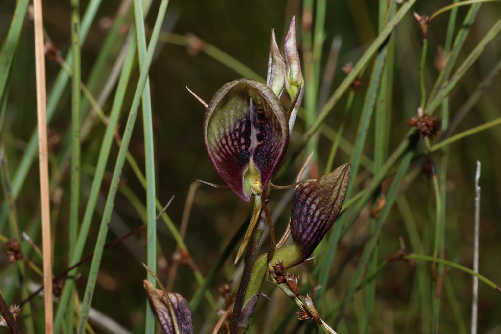 Cryptostylis erecta