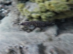Rypticus bicolor