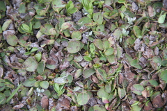 Salix herbacea