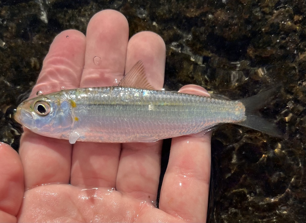 Blueline herring (Herklotsichthys quadrimaculatus) — Clupeidae
