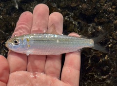 Bluestripe Herring photo 1