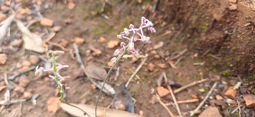 Ledebouria minima, Cornwall Hill Country Estate, Centurion, 0157, South Africa
