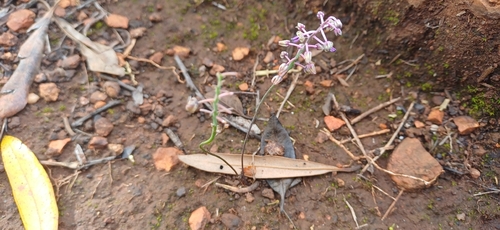 Ledebouria minima