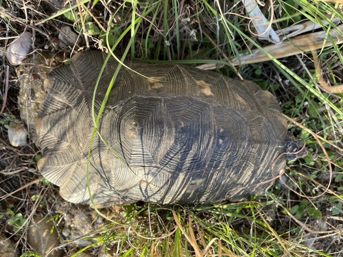 Testudo marginata