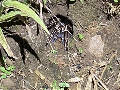 Aphonopelma seemanni