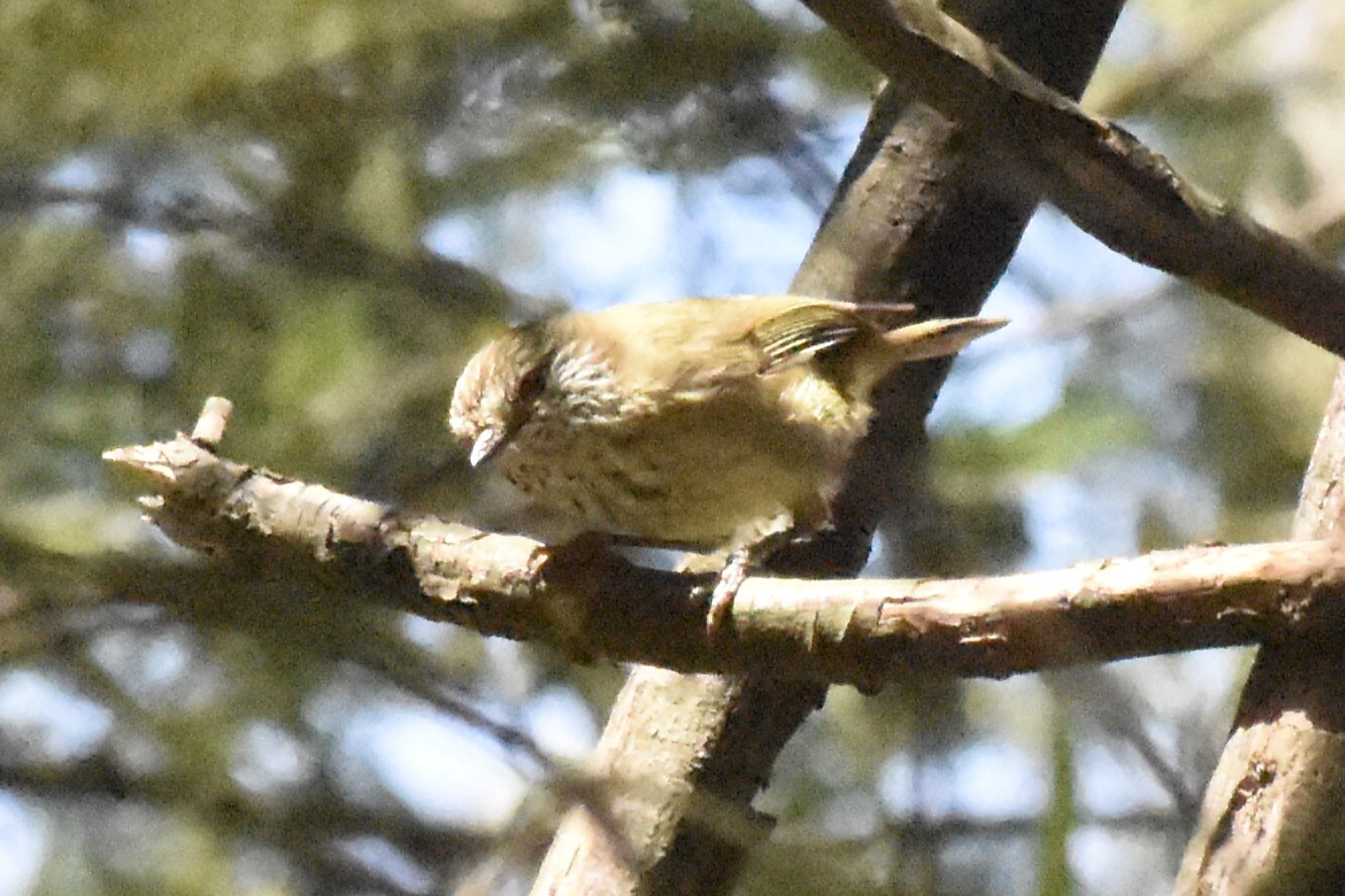 Acanthiza lineata Gould, 1838