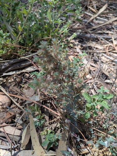 Sclerolaena obliquicuspis, 2025-11-02