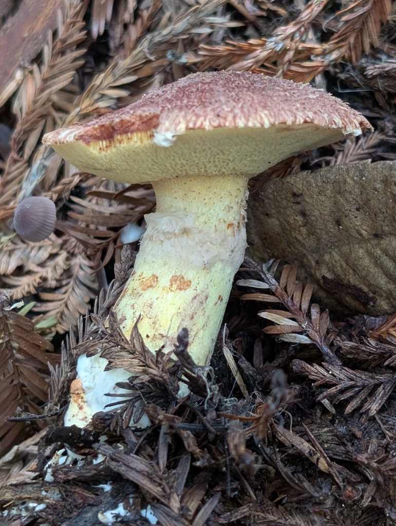 Suillus lakei · October 2025 · photo: © kueda (iNaturalist, cc0)