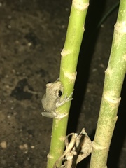 Osteopilus dominicensis