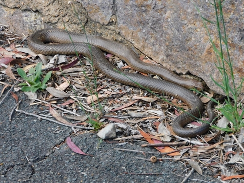 Eastern Brown Snake sighting