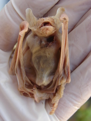 Eptesicus furinalis