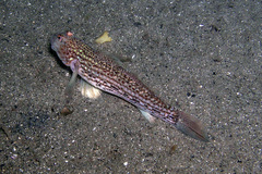 Istigobius hoesei