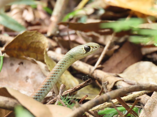 Yellow-faced Whipsnake sighting