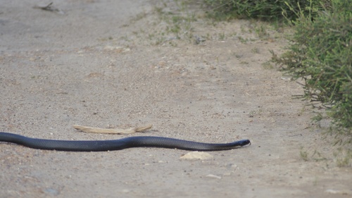 Tiger Snake sighting