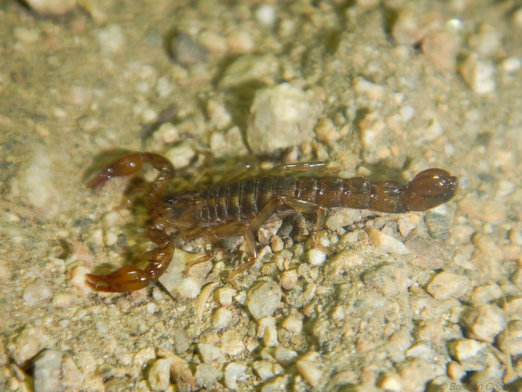 Superstition Mountains Scorpion in August 2025 by Brenton Cooper ...