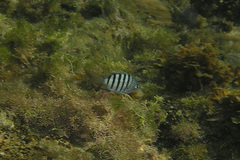 Abudefduf bengalensis