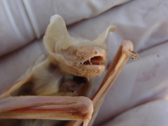 Eptesicus furinalis