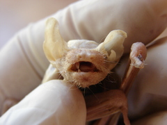 Eptesicus furinalis