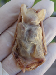 Eptesicus furinalis