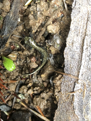 Santa Cruz Black Salamander