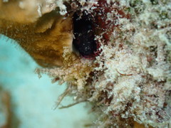 Emblemaria pandionis