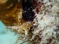 Emblemaria pandionis