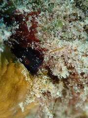 Emblemaria pandionis