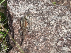 Sceloporus variabilis