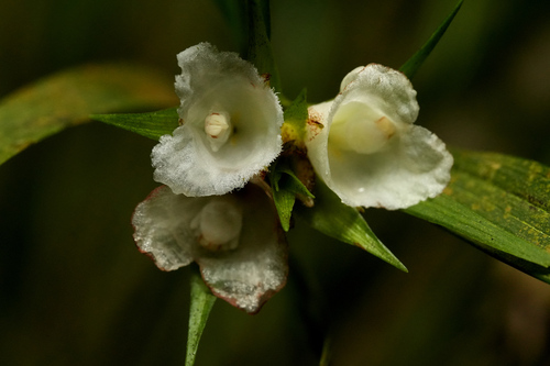 Elleanthus caricoides (D.Don) Rchb.f.