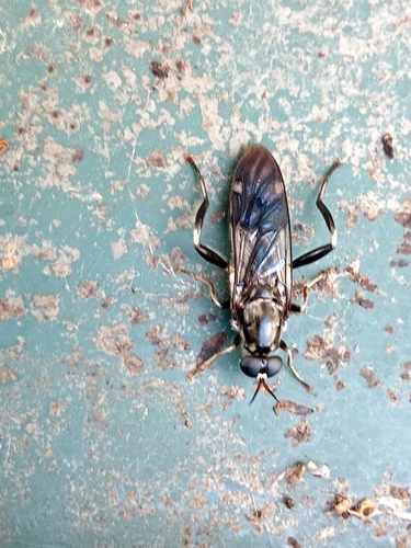 Photo of Garden soldier fly (Exaireta spinigera)