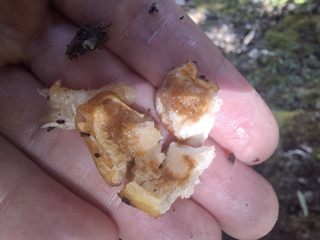 Cortinarius epiphaeus · November 2025 · photo: © armillariabianca (iNaturalist, cc0)