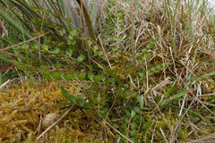 Wild Parsnip (Anisotome aromatica)