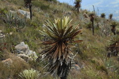 Espeletia guacharaca