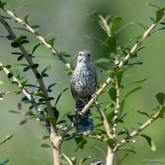 Campylorhynchus yucatanicus