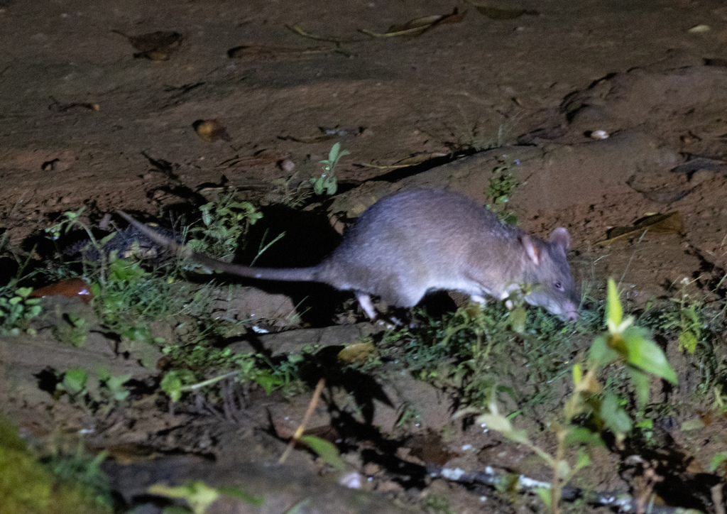 Rat géant de Gambie (Cricetomys ansorgei)