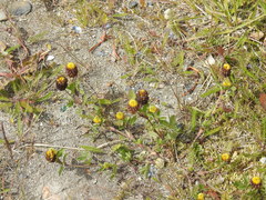 Trifolium spadiceum