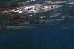 Tylosurus gavialoides