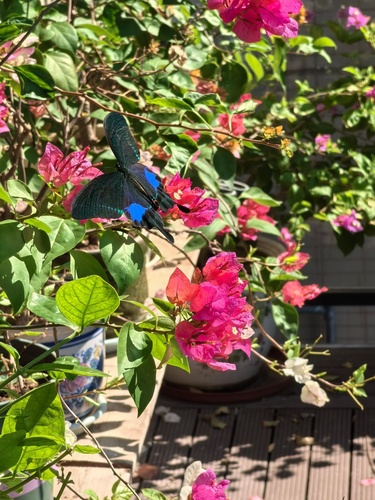 Paris Peacock Swallowtail