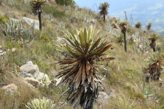 Espeletia guacharaca
