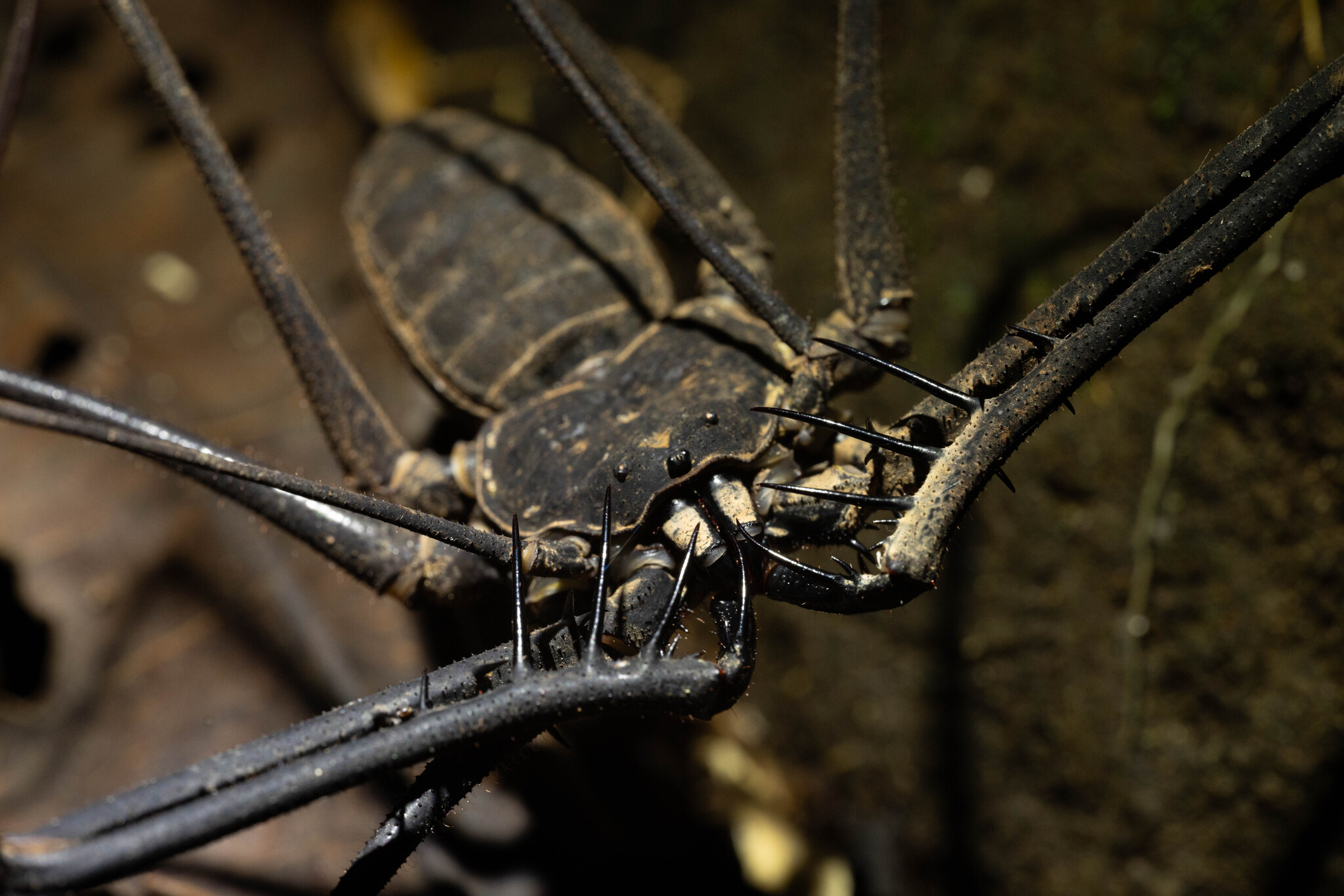 Heterophrynus batesii (Butler, 1873)