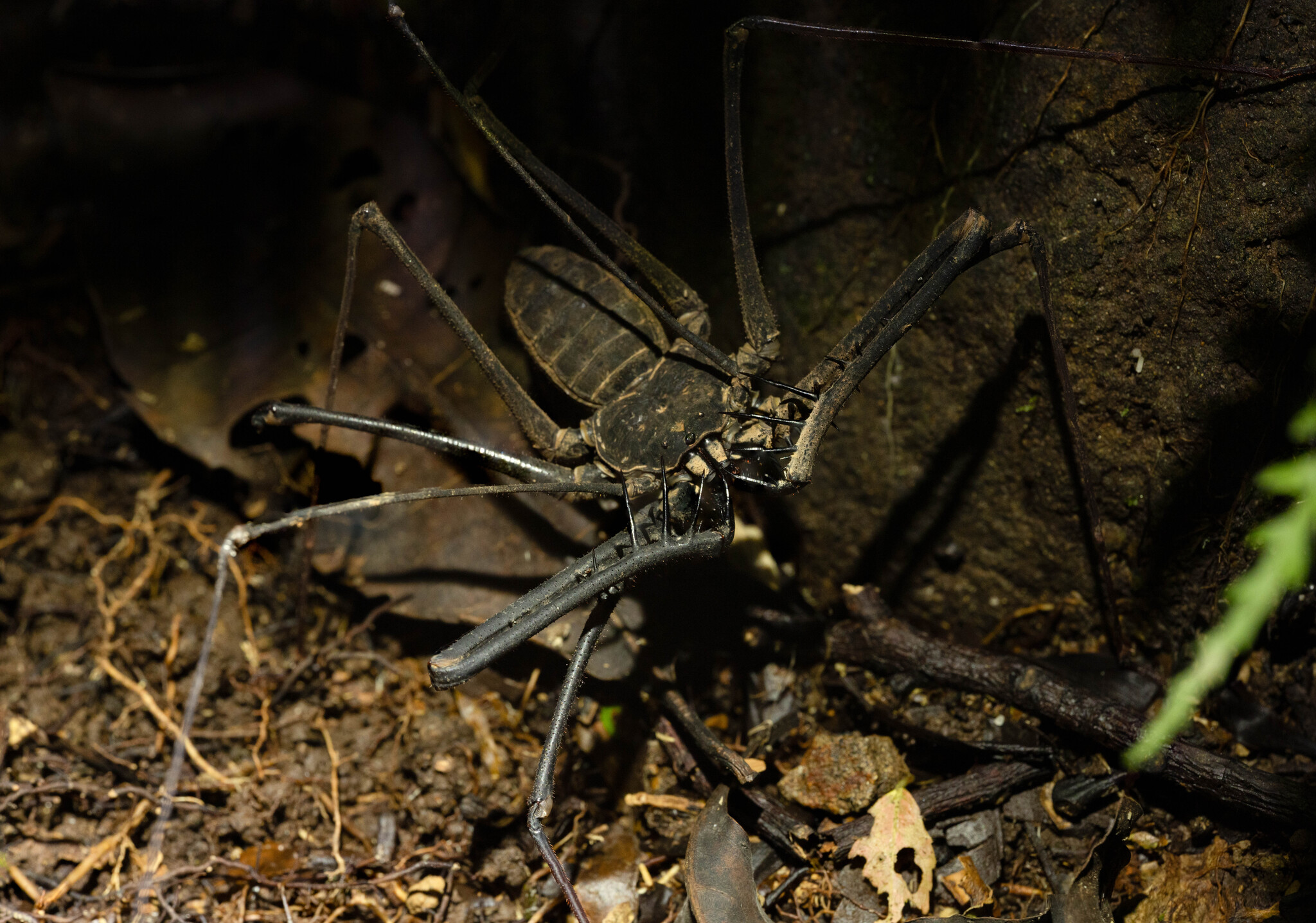 Heterophrynus batesii (Butler, 1873)