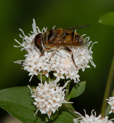 Eristalina