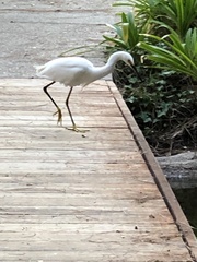 Egretta thula