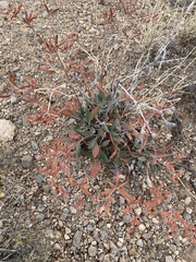 Eriogonum wootonii