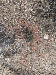 Eriogonum wootonii