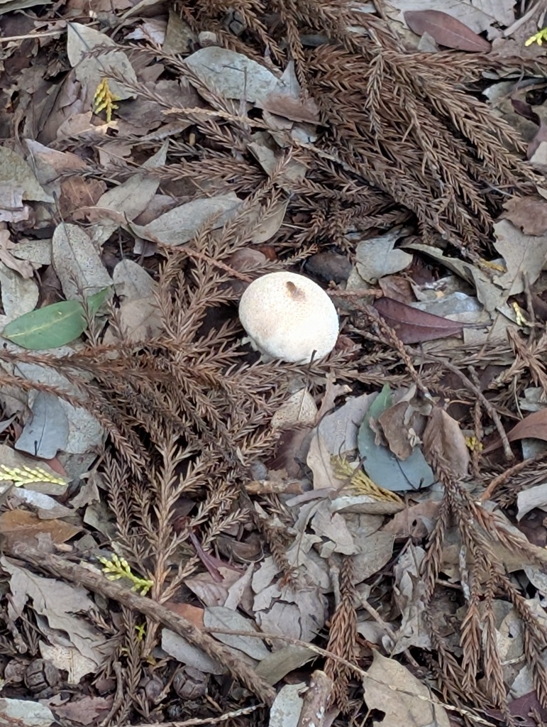 Lycoperdon perlatum · November 2025 · photo: © atsushi_nakajima_cirque (iNaturalist, cc-by)