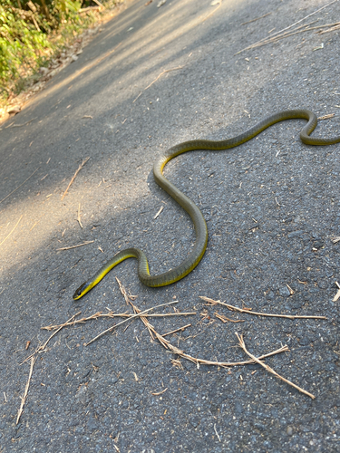 Common Tree Snake sighting